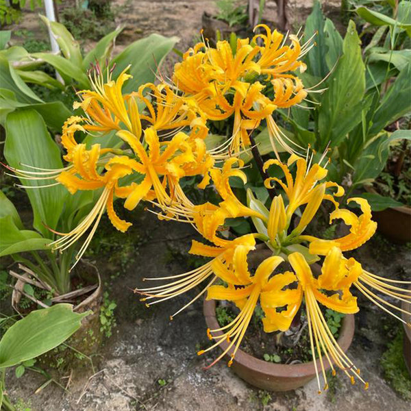 Yellow Spider Lily, 3 Bulbs