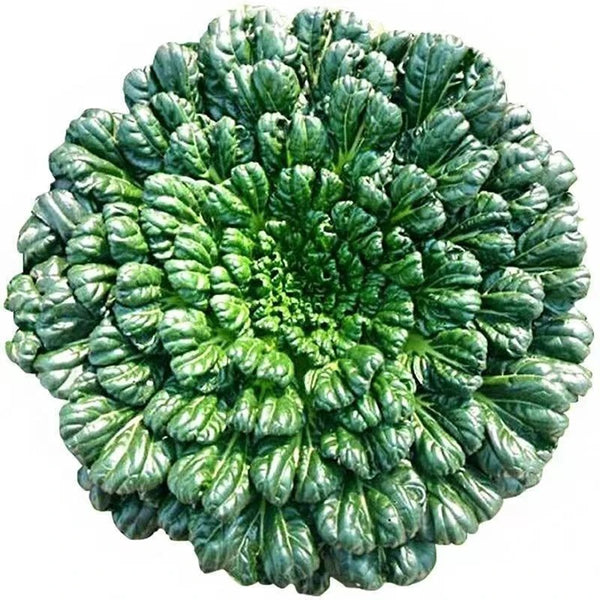 Flat Cabbage Seeds, 10g