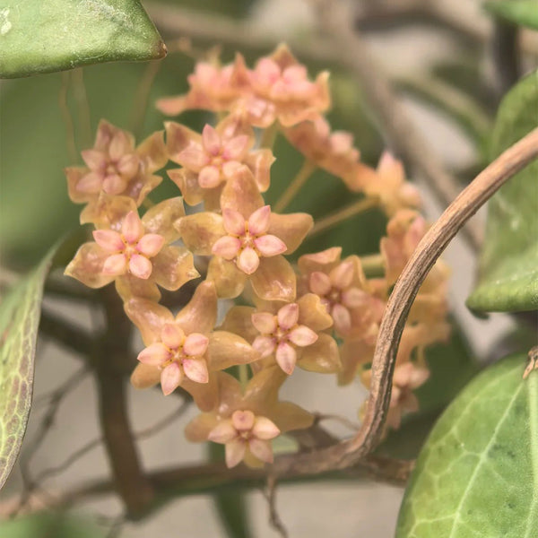 Hoya fitchii, 5 Cuttings