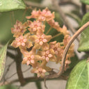 Hoya fitchii, 5 Cuttings
