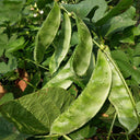 Green Hyacinth Bean Seeds, 5g