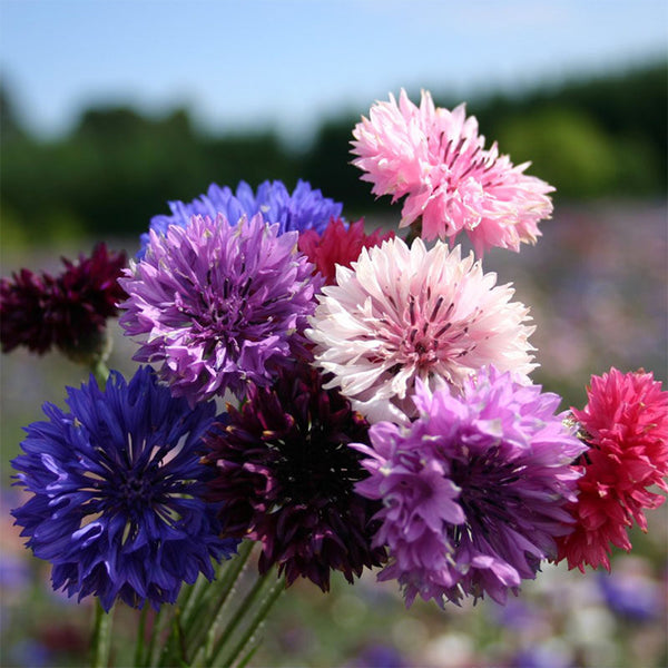 Hezhichun Mixed Color Cornflower Seeds, 1g