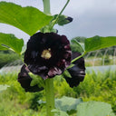 Single Midnight Black Hollyhock, 100 Seeds