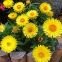 Yellow Strawflower Seeds, 200 Seeds