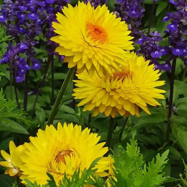 Yellow Strawflower Seeds, 200 Seeds