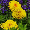 Yellow Strawflower Seeds, 200 Seeds