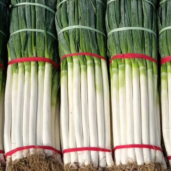 Zhangqiu Green Onion Seeds, 10g