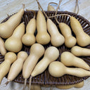 'Ben Zhang' Gourd, 10 Seeds