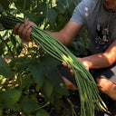 Ningjiang No.3 Yardlong Bean Seeds, 5 × 10g Bags