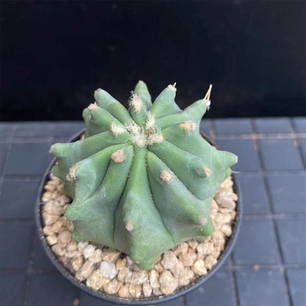 Ferocactus glaucescens f. nuda
