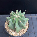 Ferocactus glaucescens f. nuda
