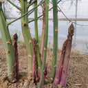 Purple Passion Asparagus Seeds