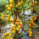 781 Variegated Potato Leaf Cherry Tomato, 5 Seeds