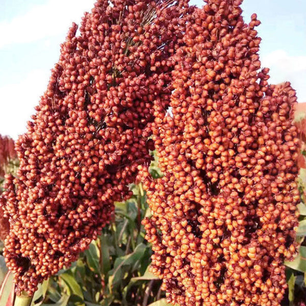 Disease-resistant No.4 Red Sorghum Hybrid Seeds, 500g