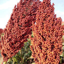 Disease-resistant No.4 Red Sorghum Hybrid Seeds, 500g