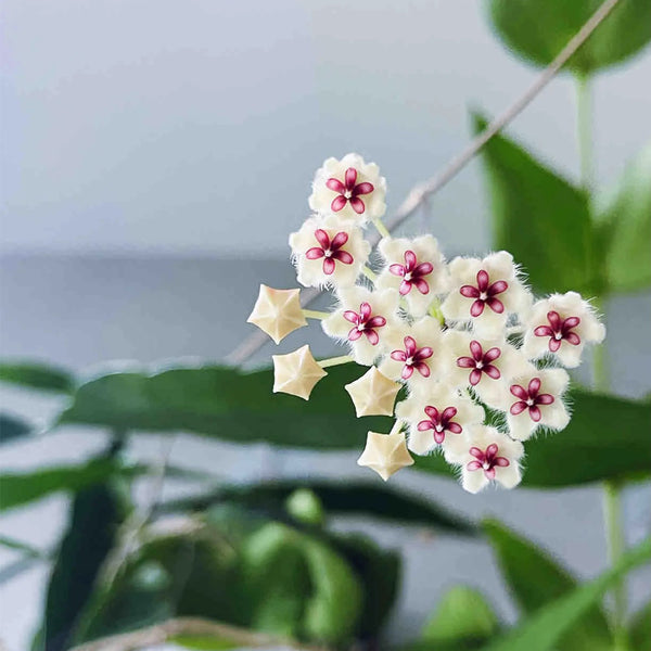 Phuwua Hoya, 5 Cuttings