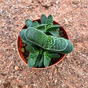 Gasteria minima, 3-4cm
