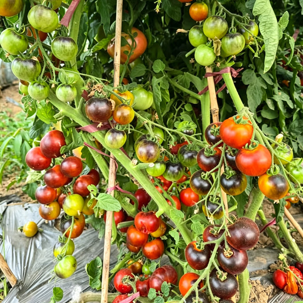 1015 Fahrenheit Blue Tomato, 5 Seeds