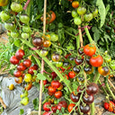 1015 Fahrenheit Blue Tomato, 5 Seeds