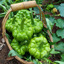 Qihe Agriculture Jiangbing Pumpkin, 50 Seeds