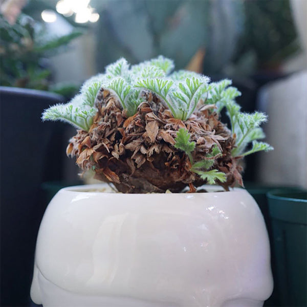TD002 Pelargonium appendiculatum, 1 Dormant Tuber