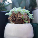 TD002 Pelargonium appendiculatum, 1 Dormant Tuber