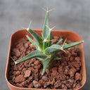 Leuchtenbergia principis, 4-5cm