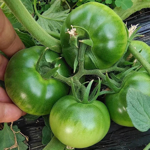 Crisp Sweet Strawberry Tomato, 20 Seeds