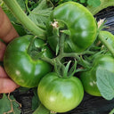 Crisp Sweet Strawberry Tomato, 20 Seeds