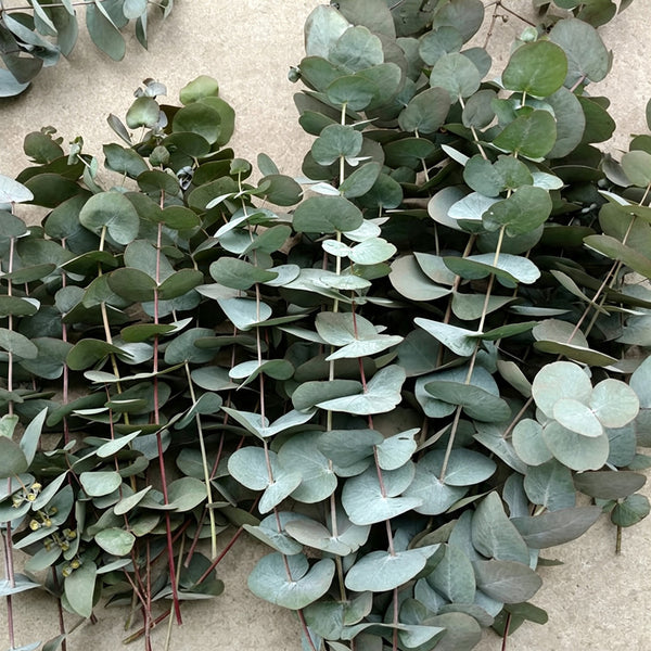 Small Coin Leaf Eucalyptus, 200 Seeds