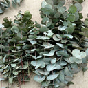 Small Coin Leaf Eucalyptus, 200 Seeds