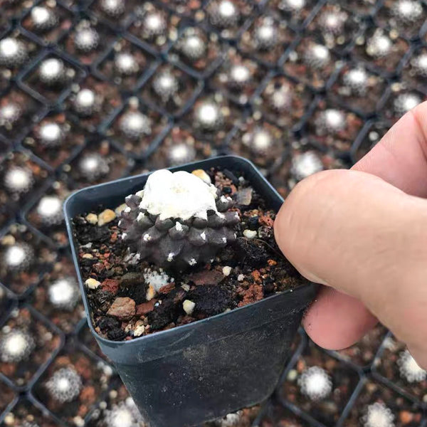 Copiapoa tenuissima f. monstruosa, 3-4cm