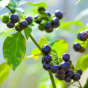 "Jinlong" Black Nightshade, 100 Seeds