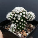 Mammillaria gracilis 'Arizona Snowcap', 2-3cm