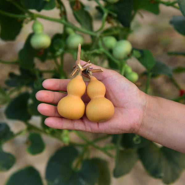 Extra Small Bottle Gourd, 30 Seeds