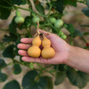 Extra Small Bottle Gourd, 30 Seeds