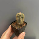 Frailea aurea, 2-3cm