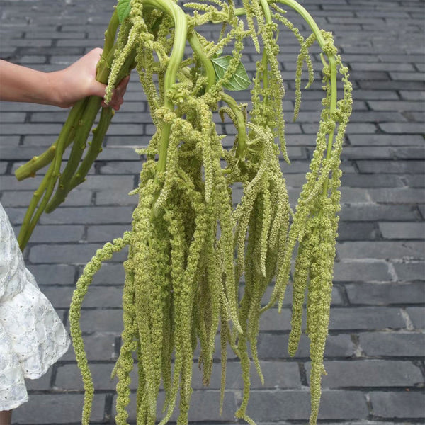 Green Love-lies-bleeding Flower Seeds, 1g