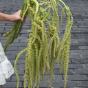 Green Love-lies-bleeding Flower Seeds, 1g