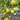957 Sophia Green Heart Tomato, 5 Seeds