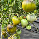 957 Sophia Green Heart Tomato, 5 Seeds