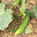 'Superior' Classic Fruit Cucumber Seeds, 3g