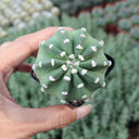 Echinopsis eyriesii Live Cactus, 3-4cm