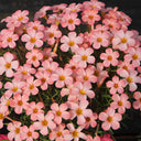 Oxalis obtusa Series Bulb - 'Prominence', 3 Bulbs