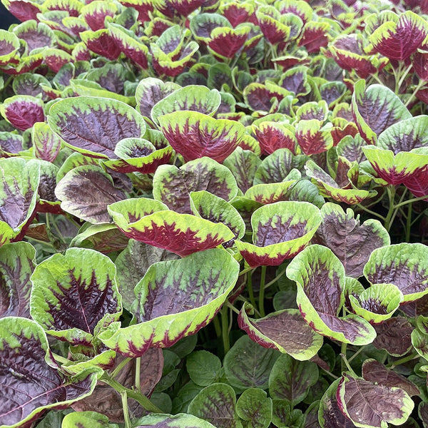 Xishuai Red Amaranth Seeds, 5g