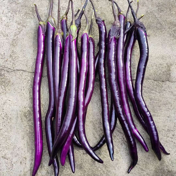 Hangzhou Red Eggplant Seeds, 10g