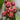 Hoya lobbii, 2 Cuttings