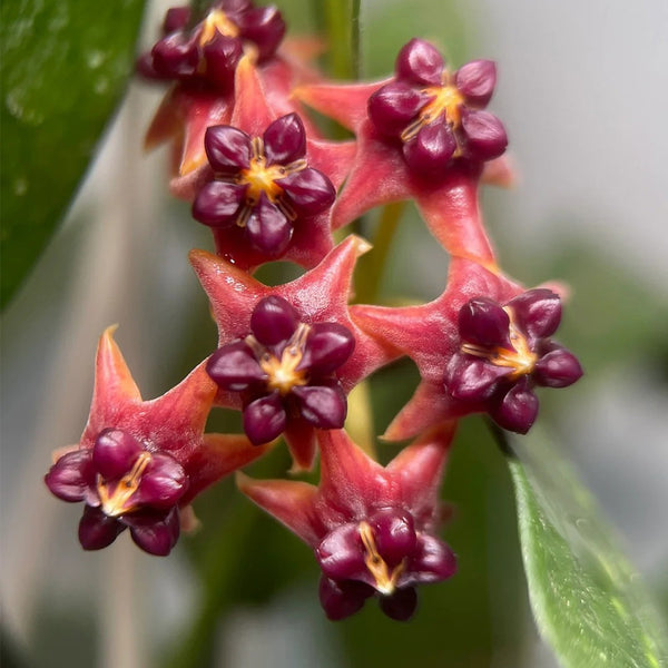 Hoya lobbii, 2 Cuttings