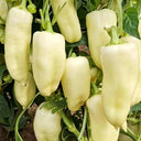 Specialty White Chili Pepper, 10 Seeds