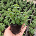Strawberry Mint, 50 ~ 100 Seeds